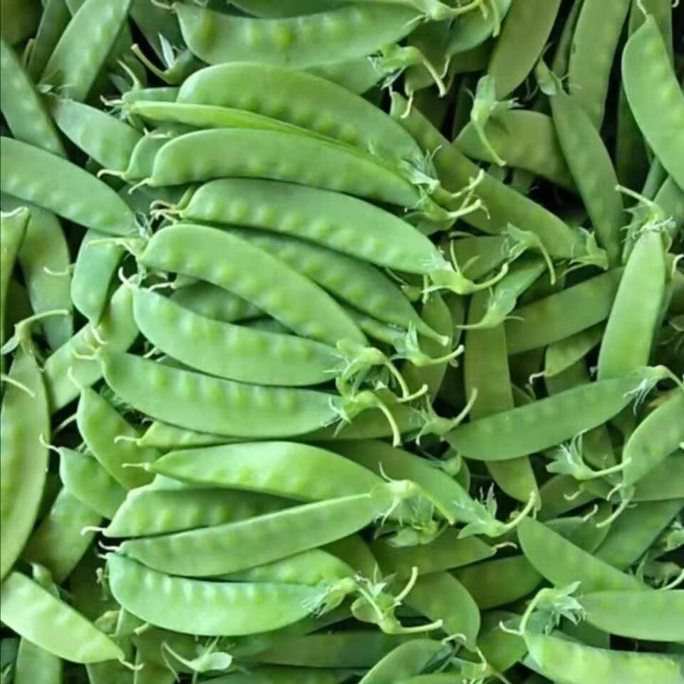 新鲜绿色蔬菜荷兰豆荚豌豆荚云南高山种植蔬菜2斤装净重