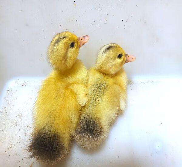 萌萌哒网红宠物小黄鸭子苗宠物鸭子纯活体活的活体小鸭子活物家养正黄
