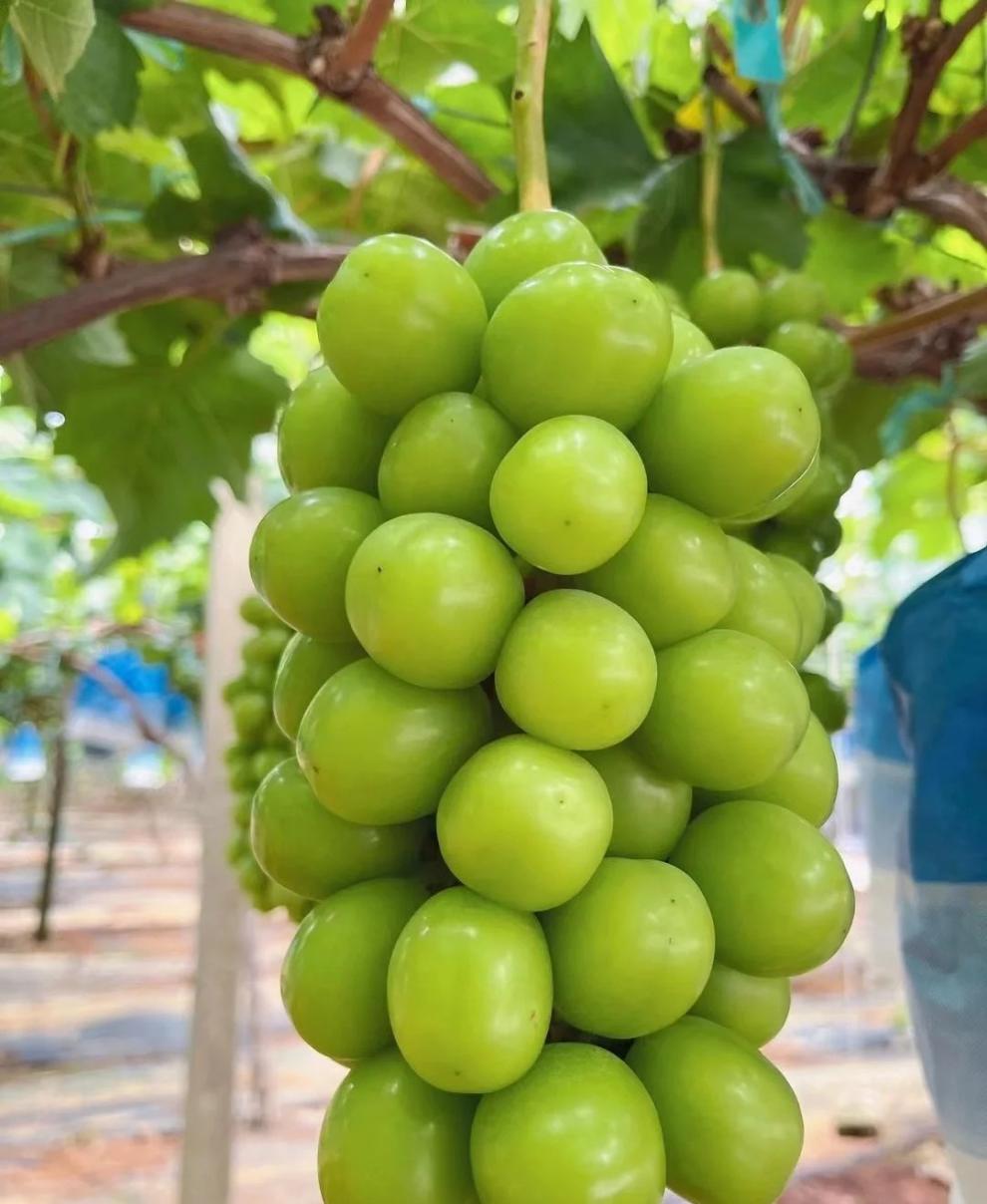 香馜日本引进 晴王相印青提 云南阳光玫瑰葡萄礼盒2-3串约4斤新鲜水果