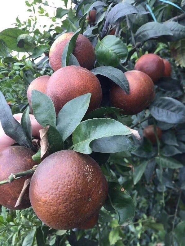 正宗广西乌柑 新鲜水果 非洲丑柑橘 薄皮桔子 新鲜柑