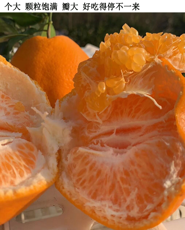 四川蒲江春见耙耙柑粑粑柑新鲜水果整箱大果丑橘子桔当季10斤超甜 大