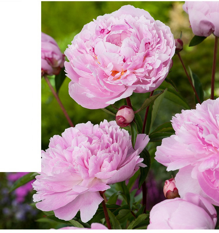 芍药花苗带芽开花花根阳台盆栽庭院鲜花观赏牡丹花卉植物t3胭脂点玉