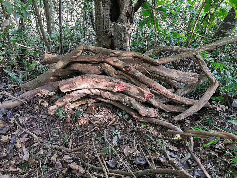 筱木屋 广西纯野生新鲜鸡血藤特级老藤大藤原藤中药材切片泡酒500克