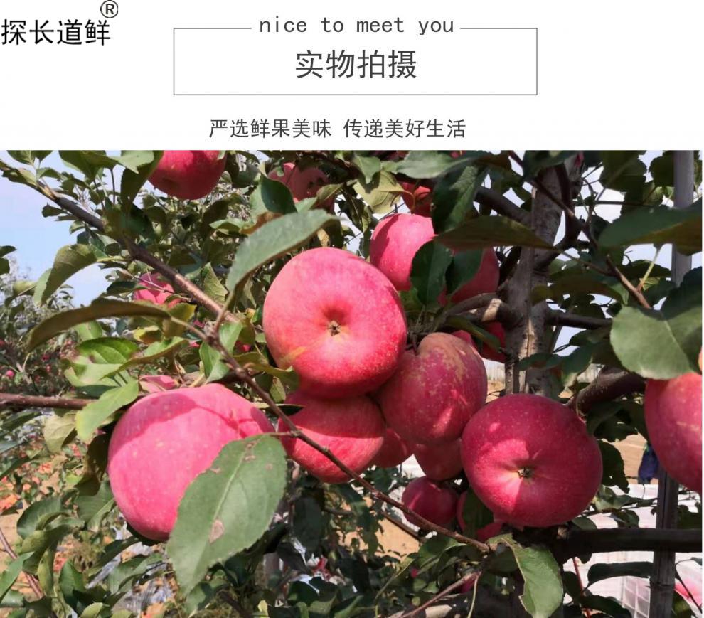荣成苹果 2020新果上市红富士苹果 山东荣成特产果园直达当季水果新鲜