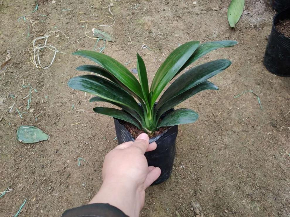 圆头和尚君子兰短叶君子兰精品圆头当年开花君子兰大苗宽叶和尚头