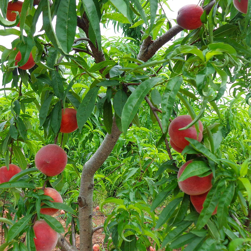 桃树嫁接黄桃树苖桃晚熟四季果树冬桃果苗水蜜桃树苗当年结果桃苗