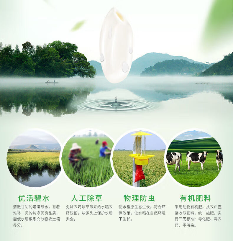 白燕大米 10kg/20斤 白燕大米白燕双竹粘 银丝米 南方油粘米长粒香软