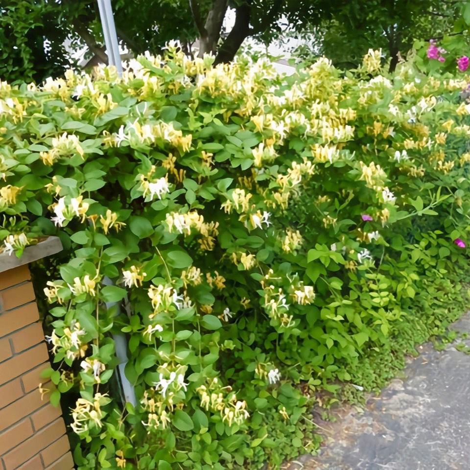 精品绿植带土发货金银花树苗四季开花盆栽地栽阳台庭院种植花卉绿植苗