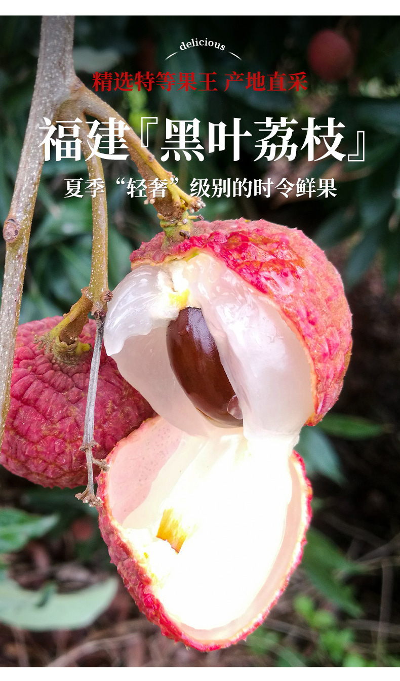 漳州黑叶荔枝新鲜现摘现发当季水果非无核顺丰冷链3斤泡沫箱冰袋