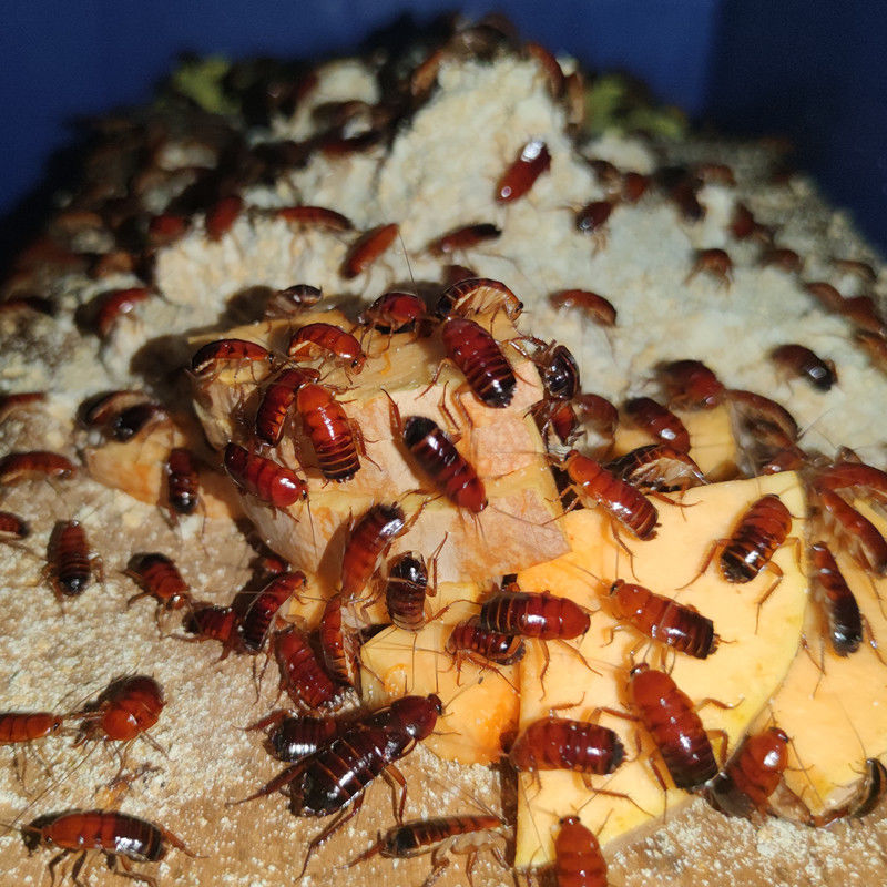 樱桃红蟑螂活体饲料幼体成体亚成守宫食物蜥蜴鬃狮蝎金龙鱼龟活饵02cm