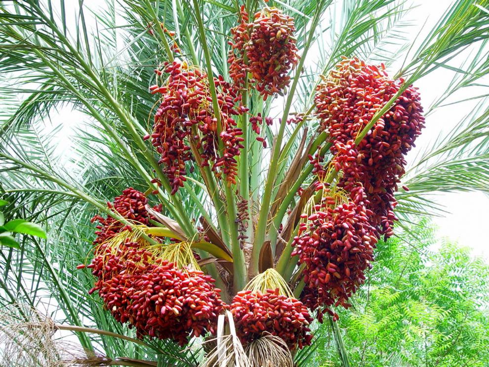 伊拉克黄金皇冠椰枣500g阿联酋大黑椰枣沙特黄椰枣非新疆特产定制