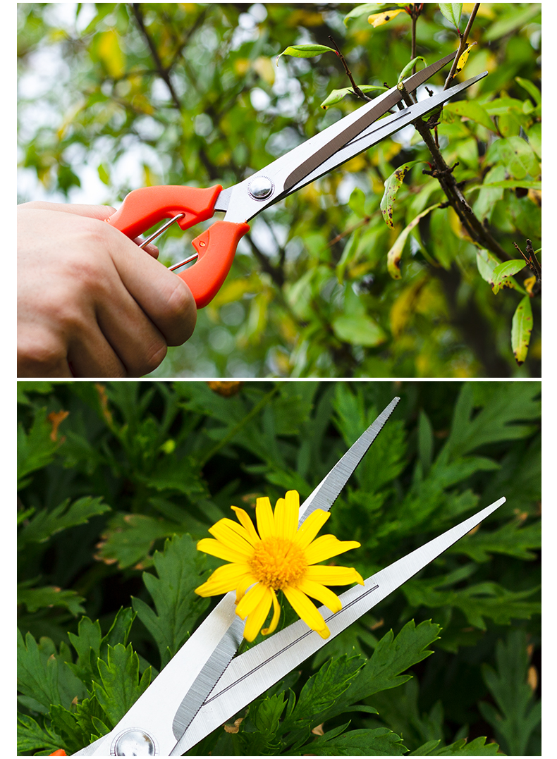 剪花椒神器 加长摘葡萄剪刀不锈钢采摘果剪桔子柑橘果园花剪摘花椒