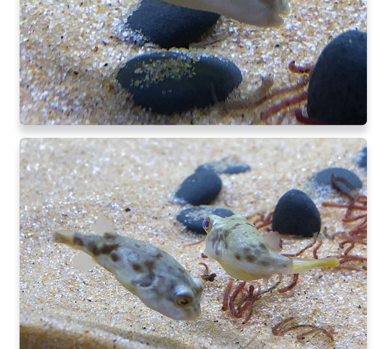 zxc观赏热带鱼斑马狗头好养鱼苗淡水活体小型宠物凶猛狗头鱼斑马狗头