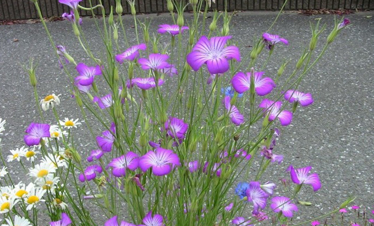 蒂洲園藝 麥仙翁種子 耐旱花海 麥毒草花期長四季播種庭院景觀花卉