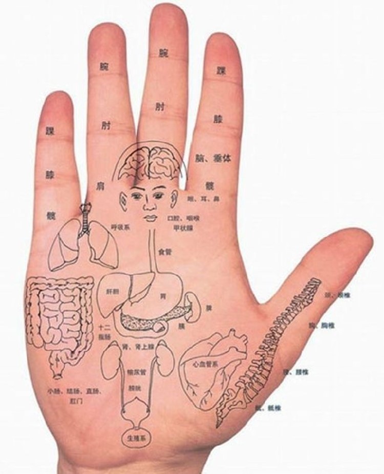 手的各个部位名称图解图片