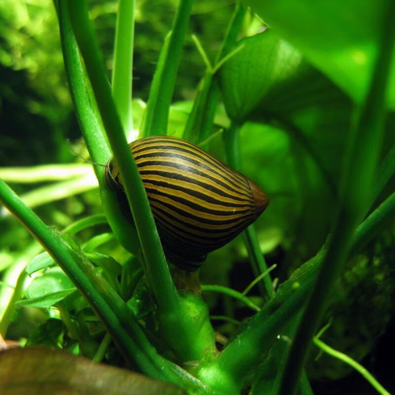 马来螺鱼缸净化清洁浴缸清洁工斑马螺苹果螺甜筒螺包损可繁殖斑马螺3