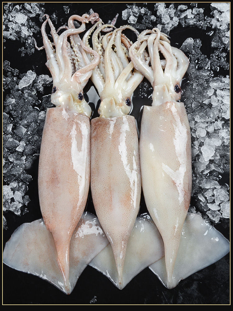 顺丰中通生鲜不挂冰大鱿鱼10斤整只鱿鱼鲜活冷冻冰鲜烧烤海鲜1斤鲜木3