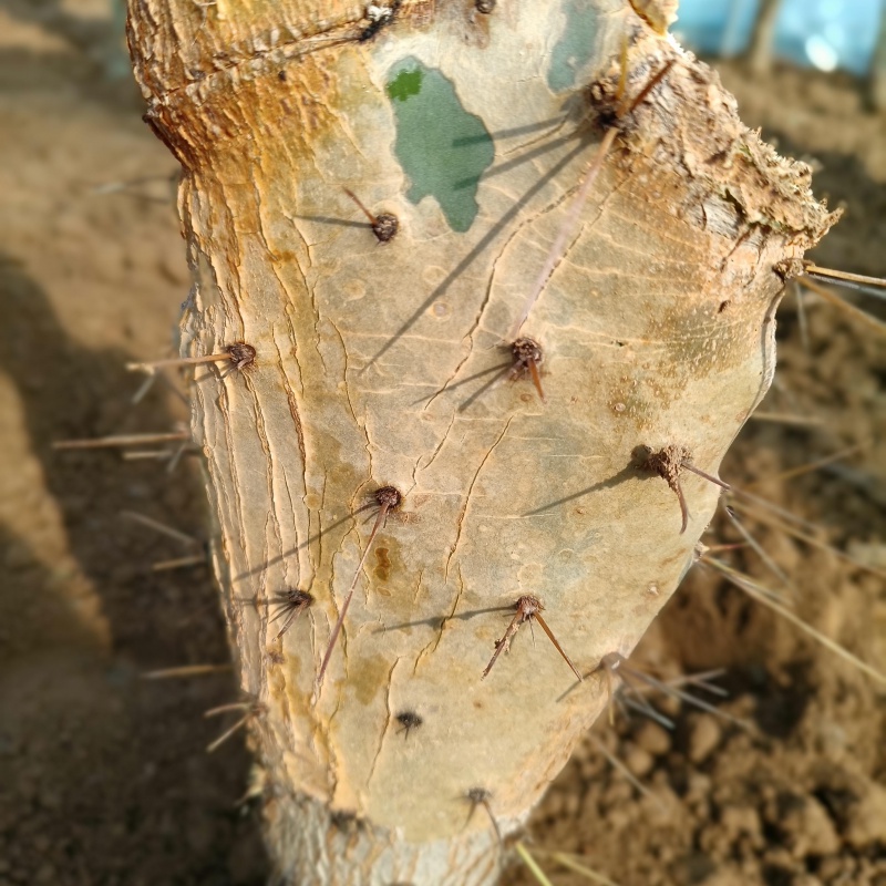 左漫源黄大刺盆栽仙人掌嫁接领箭荷花蟹爪兰大黄刺仙人掌 老片【5年生