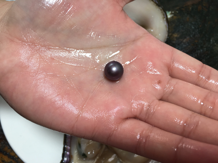 珍珠蚌活蚌自己开珍珠蚌河蚌自己开紫色爱迪生单珠蚌