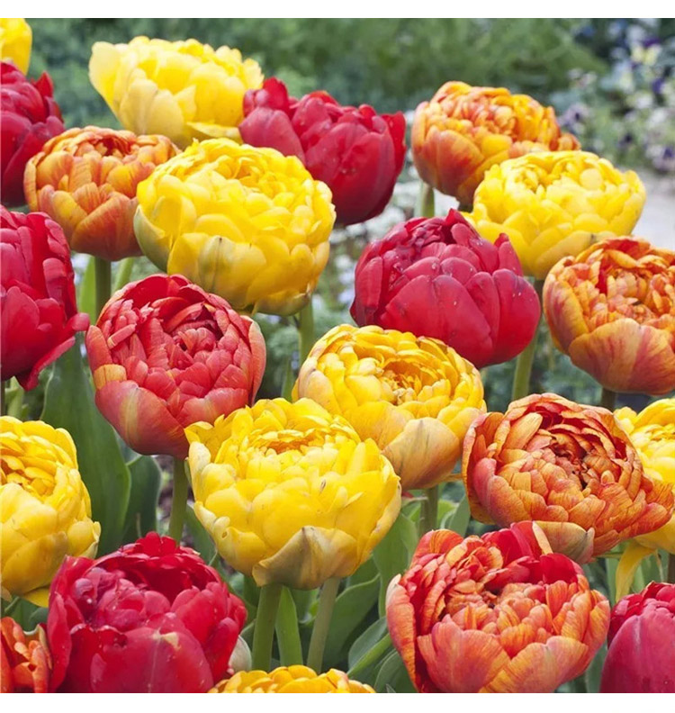 稀有品种6颗郁金香种球花种籽子进口带芽5度球重瓣耐寒花苗盆栽 重瓣