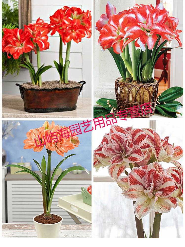 重瓣朱顶红种球大球四季可播室内盆栽地栽球根花卉种子苗 帕萨迪纳 24