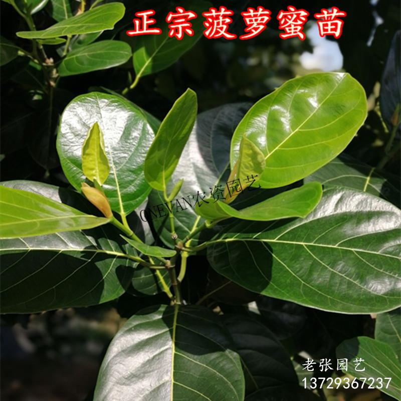 菠蘿蜜樹苗菠蘿蜜樹苗木菠蘿廣東南方果樹苗溼包乾包庭院黃肉海南嫁接