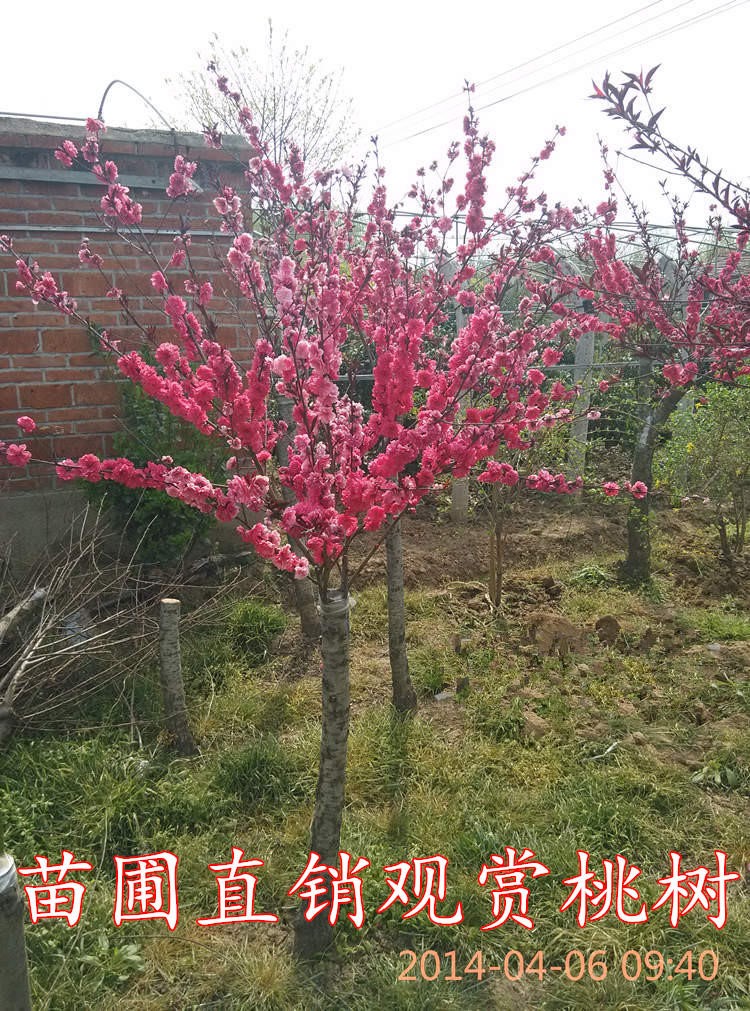 桃花树苗紫叶桃树苗许树桃树苗木盆栽地栽绿化苗木粉红色桃花树2公分