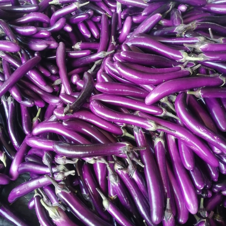 现摘紫茄子新鲜蔬菜农家自种紫皮茄子5斤带箱泡沫箱弯茄子