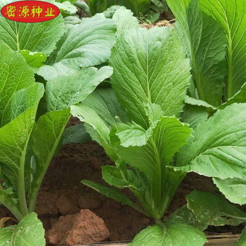 种早熟快大芥菜籽春秋季阳台农家蔬菜种孑 客家竹芥7克(1包)【图片