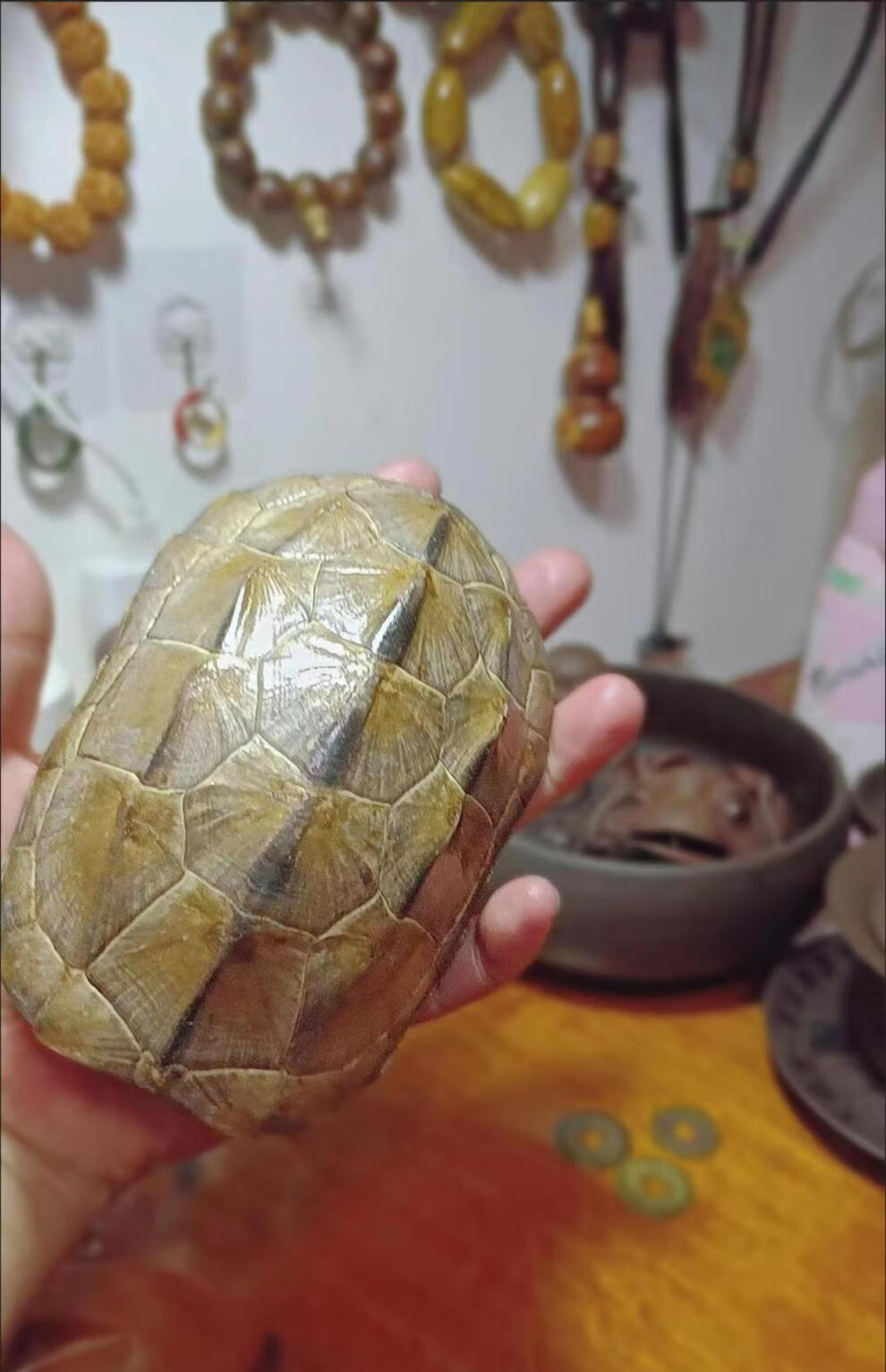 龟壳算卦天然真乌草龟摇卦龟甲原料文玩盘玩手把件完整不掉皮 超大款