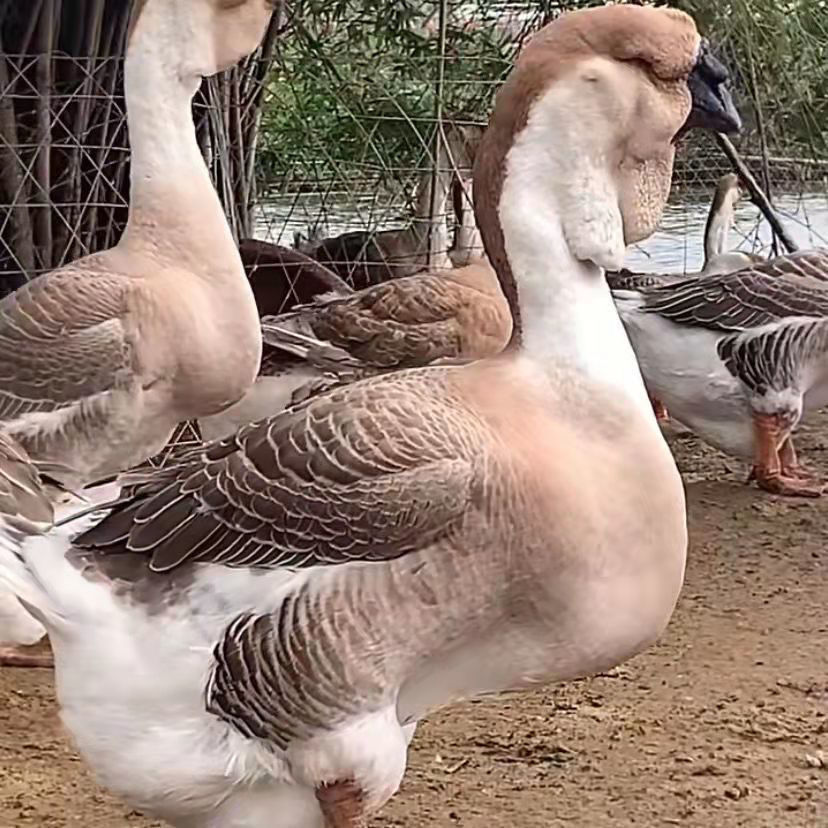 狮头鹅苗纯种 正宗汕头澄海纯种狮头鹅潮汕特大种巨型狮头子头鹅活体