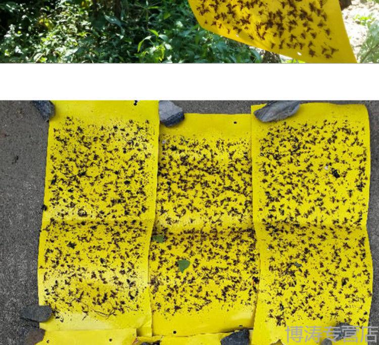 果实蝇诱粘板灭针蜂粘虫板金苍蝇桔大小实蝇药瓜果菜园果蝇诱捕器