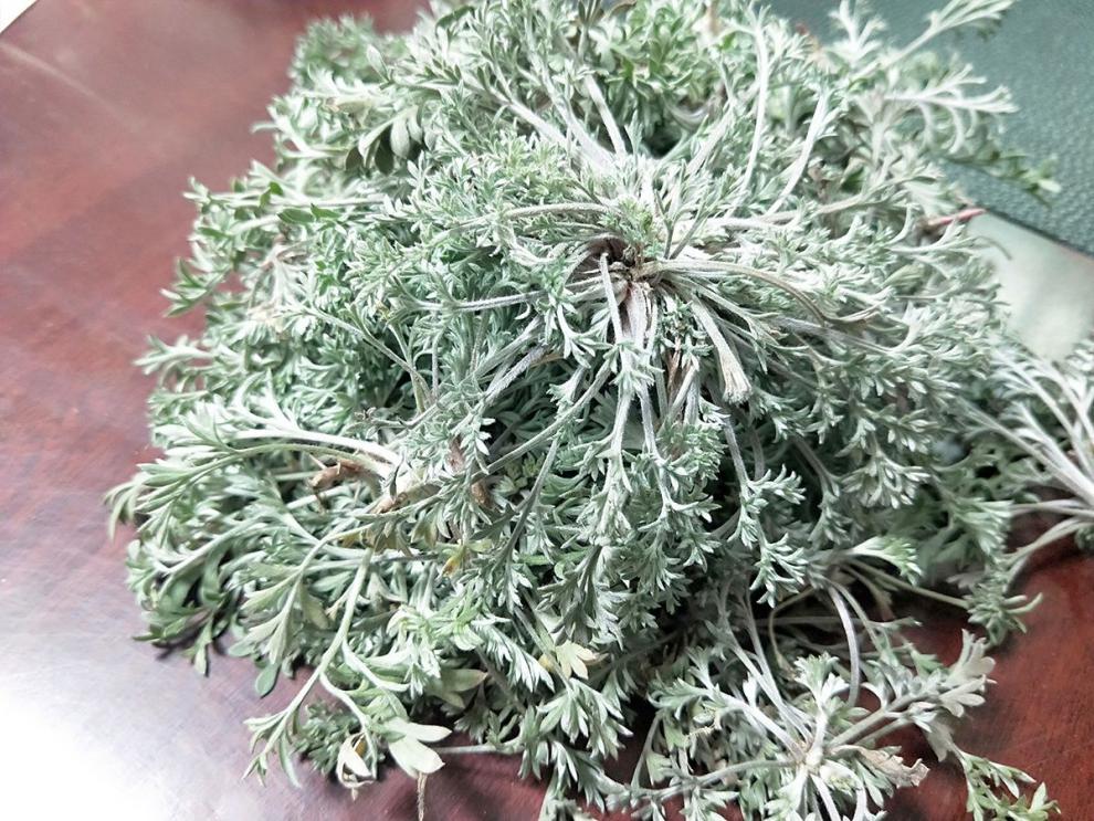 2022年3月新货新鲜茵陈白蒿绵茵陈草茶干货孕妇 干货500g【图片 价格