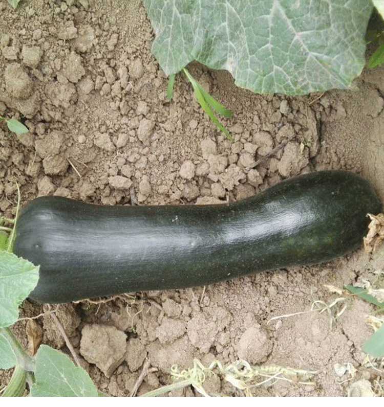 七叶早熟南瓜种子长条黑南瓜种籽老品种春季四季播蔬菜种子45天收 花