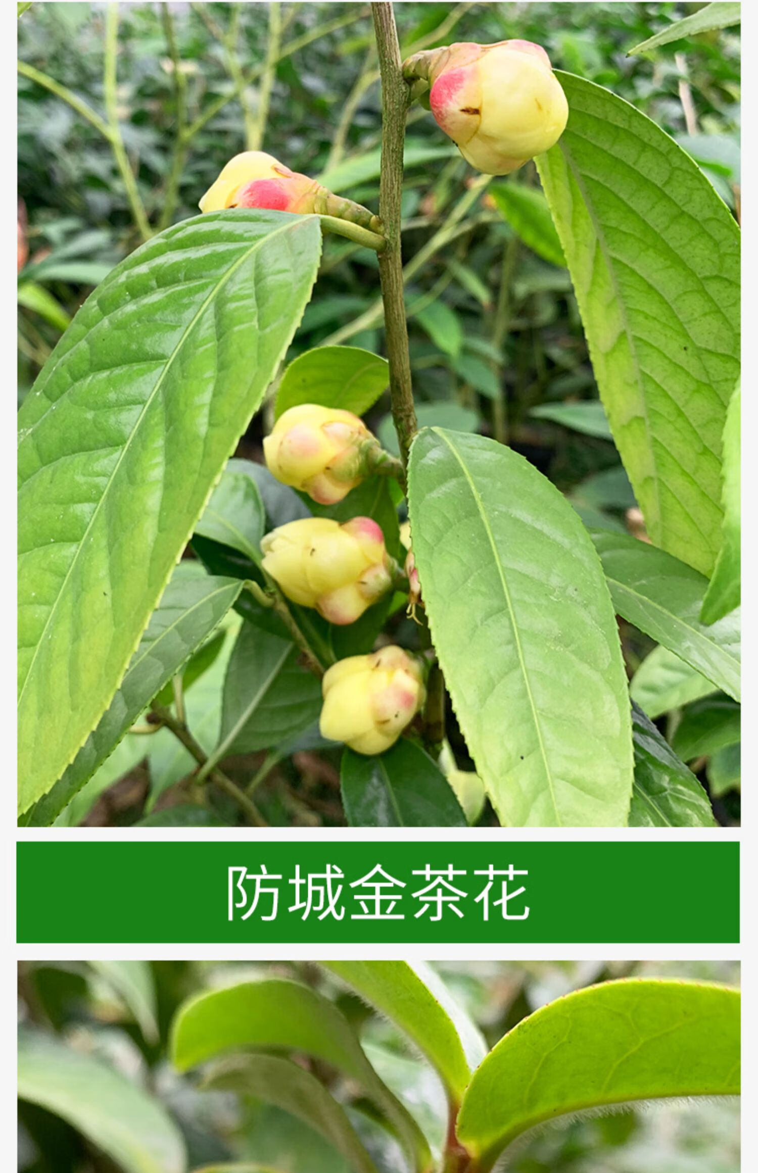 金花茶茶花树苗盆栽防城原生苗凹脉金花茶苗防普花卉四季名贵茶花gd