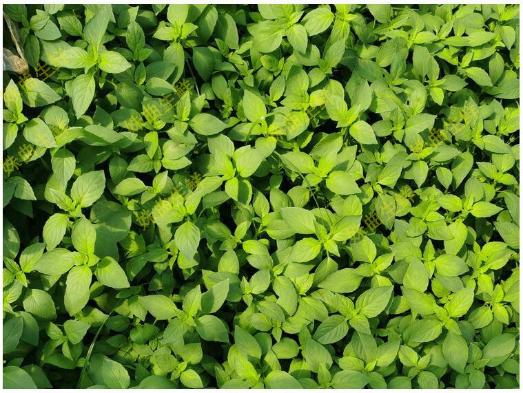 河南新鲜荆芥菜大叶荆茎芥菜调味蔬菜500g