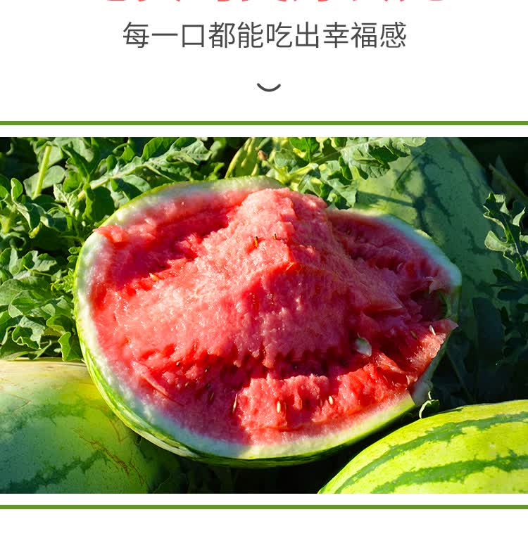 正宗新疆沙瓤大西瓜水果新鲜甜当季整箱12-14斤麒麟西瓜8424