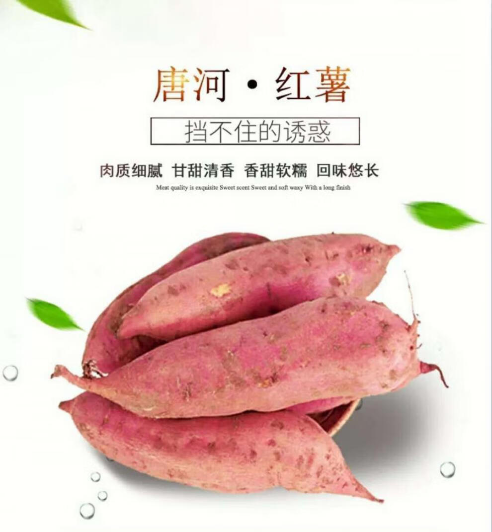 白心板栗红薯河南特产农家自种新鲜白心红薯白瓤地瓜干面359斤9斤中大