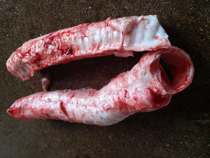 牛气管脆骨牛喉骨牛杂火锅黄牛软骨煲汤屠宰场直发 1斤气管