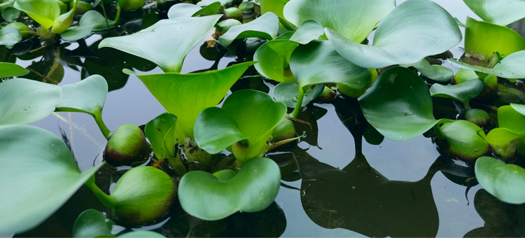 水草活體活物魚缸造景裝飾水葫蘆浮萍花卉水生植物淡水淨化水質水培