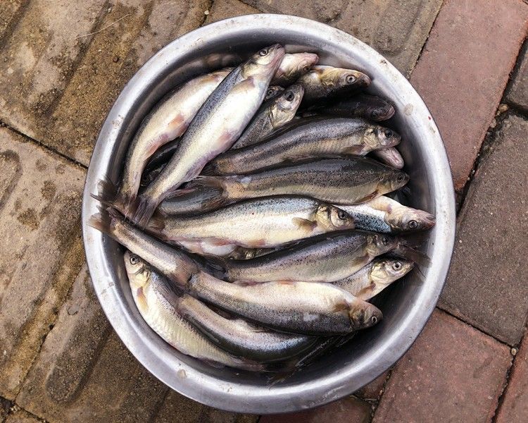 柳根鱼东北黑龙江省特产冷水鱼鲜活速冻新鲜小杂鱼食用淡水鱼 大号三