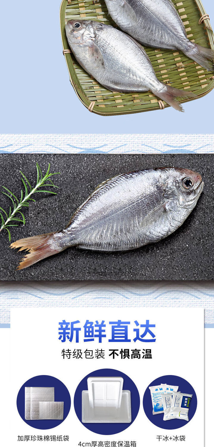 活動中肉鯧魚新鮮海捕南鯧魚東海鯧魚肉魚銀鯧魚海鮮水產約19釐米漁船