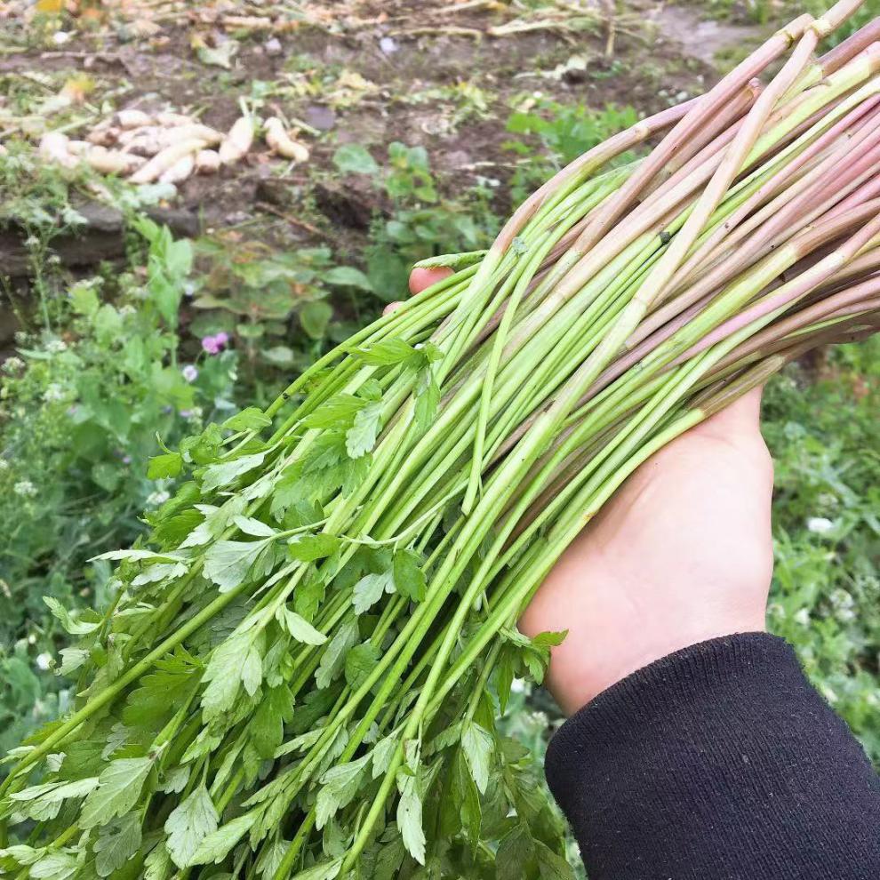 青櫻紅荔野生水芹菜新鮮野野菜芹菜時令蔬菜河芹刀芹1-5斤湖北特產 1