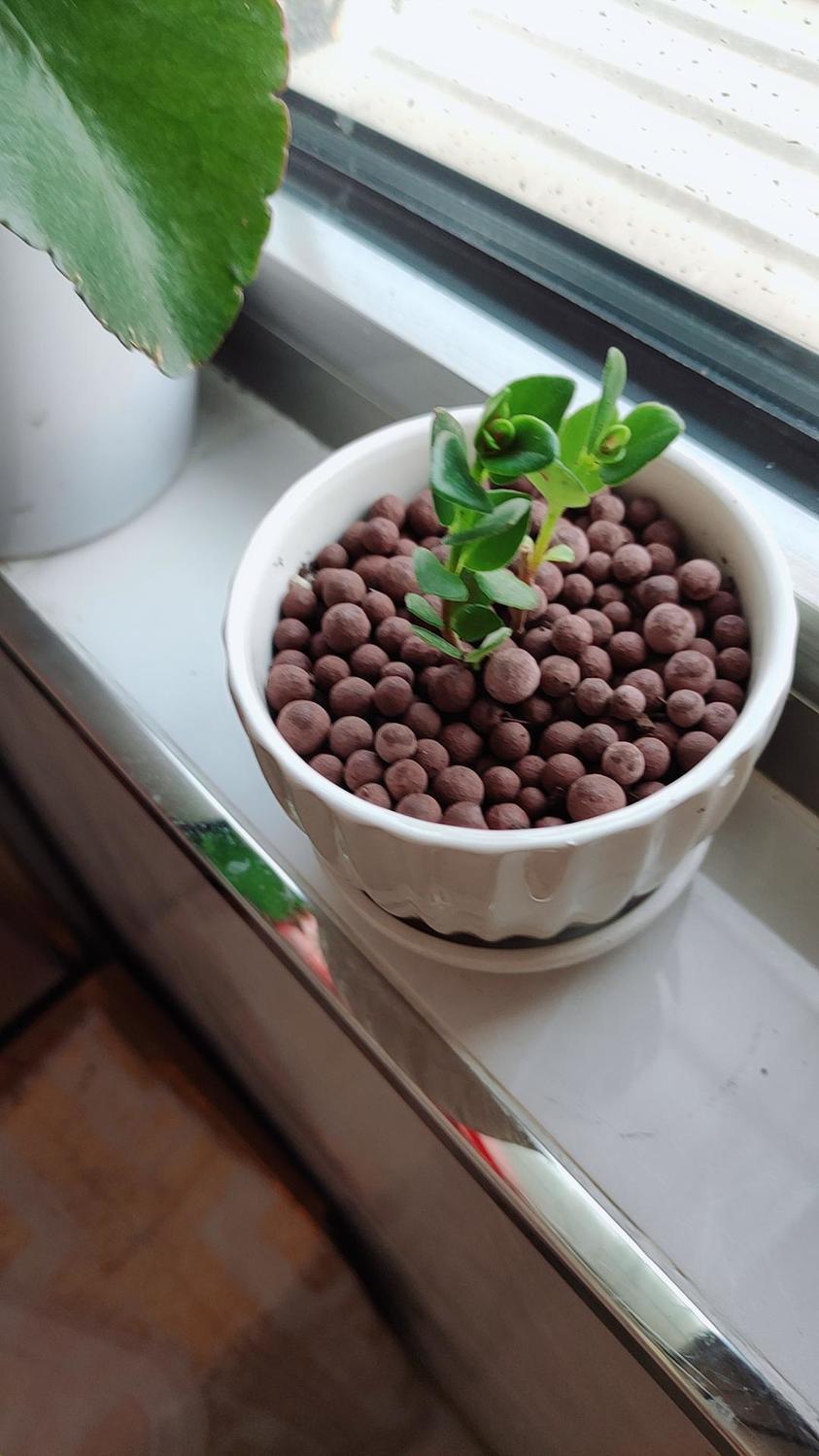 陶粒园艺陶粒陶碳球多肉植物盆栽负离子无土植栽水培花卉装饰铺面顾致