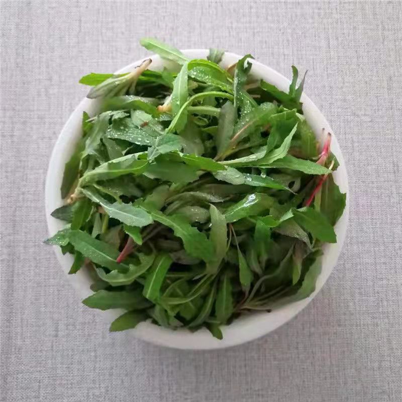 顺丰鲜达脆嫩爽口丹东新鲜现挖苦苦菜曲麻菜苣荬菜山菜东北蘸酱菜