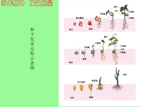 种子发芽示意图