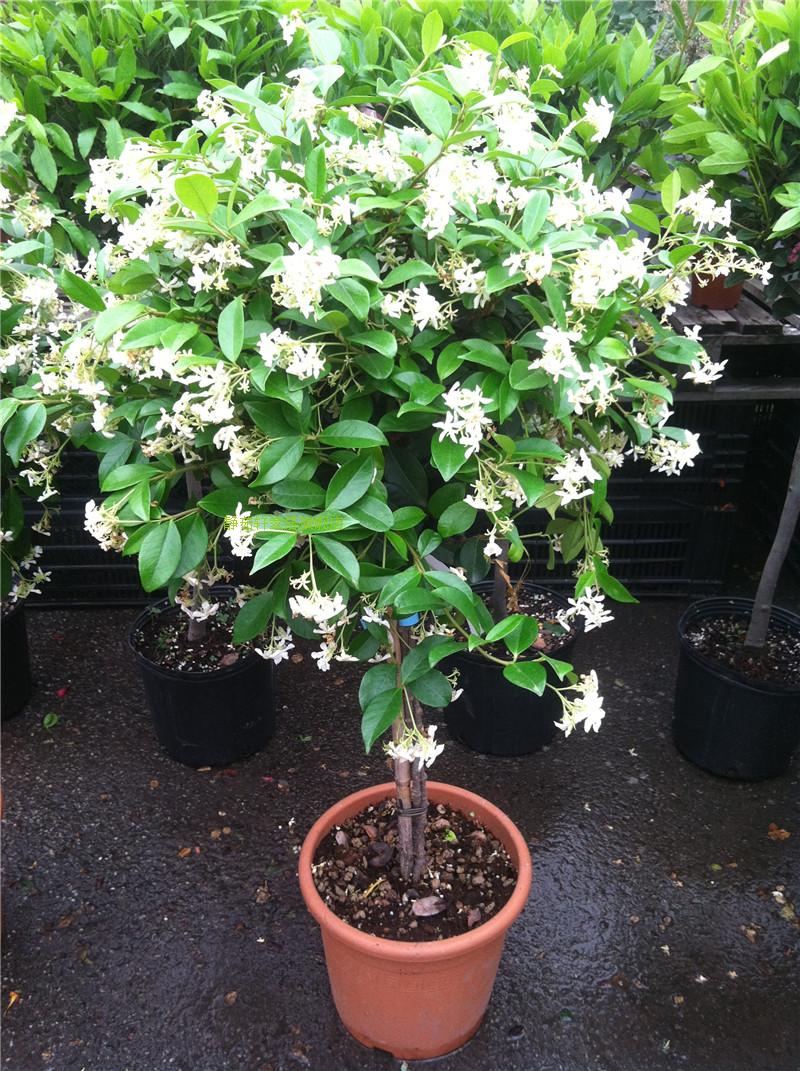 络石藤风车茉莉花盆栽阳台庭院花卉四季长青爬藤植物银丝茉莉 10年