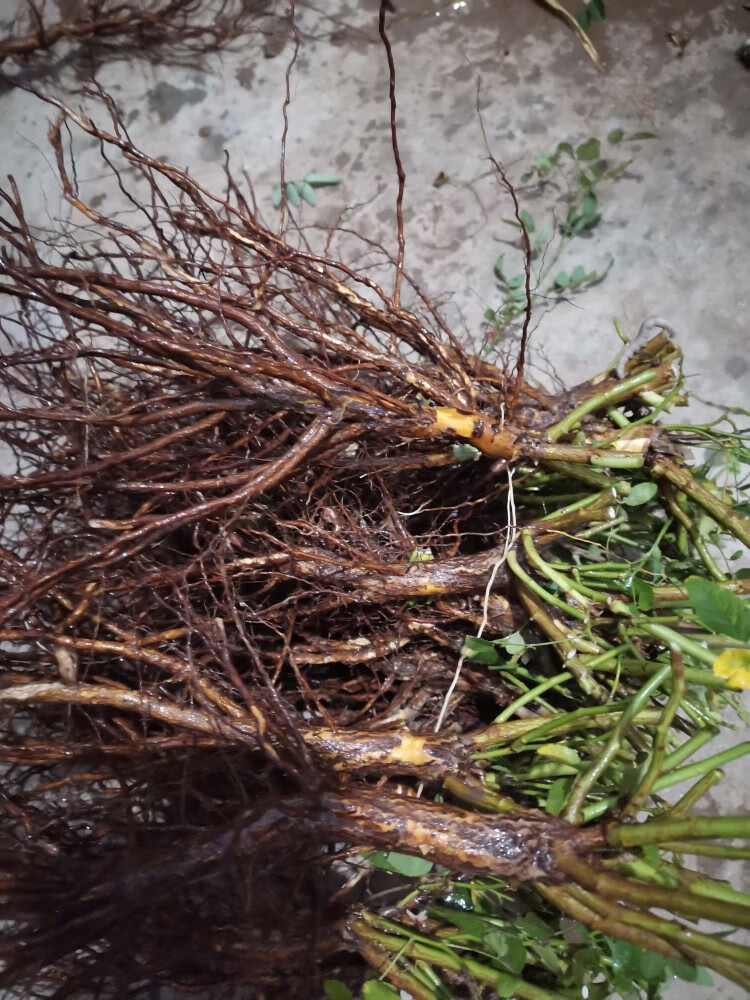 蔷薇实生根 月季嫁接砧木 盆景提根 2.5～3.