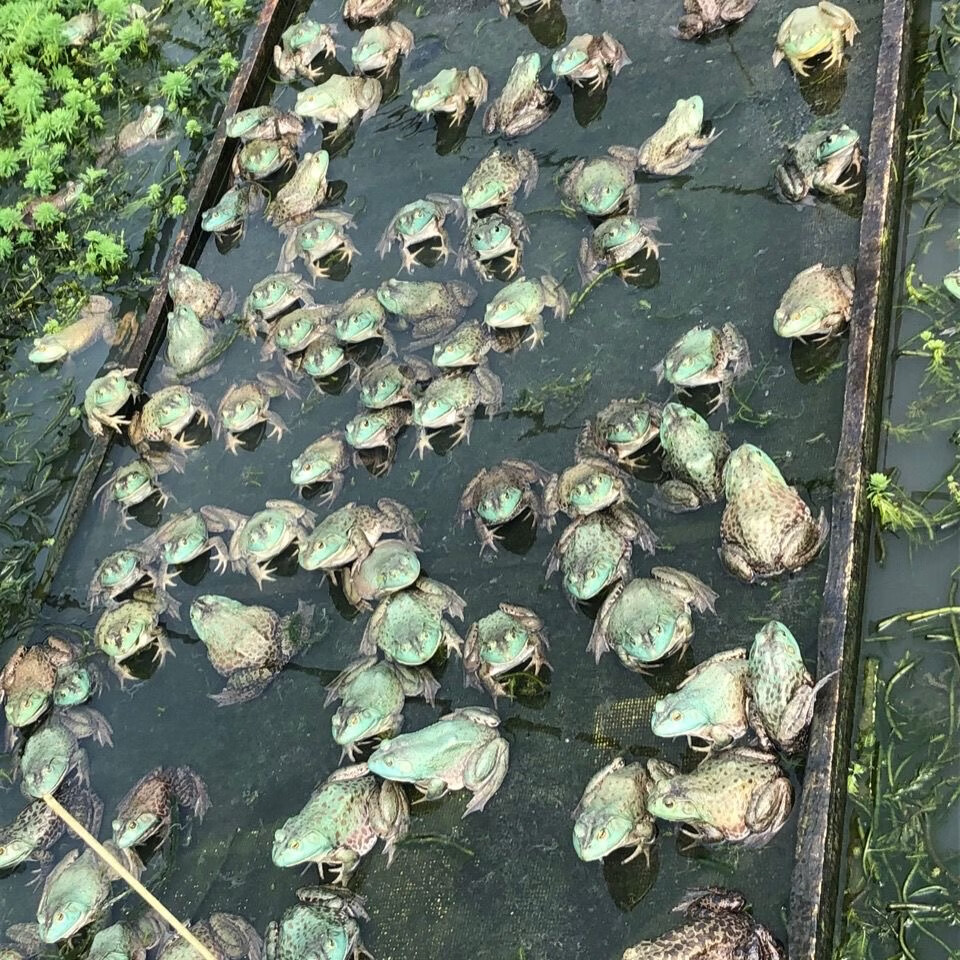 zxc牛蛙苗小蝌蚪儿童宠物幼儿观赏牛蛙养殖水产大量养殖场牛蛙肉 500