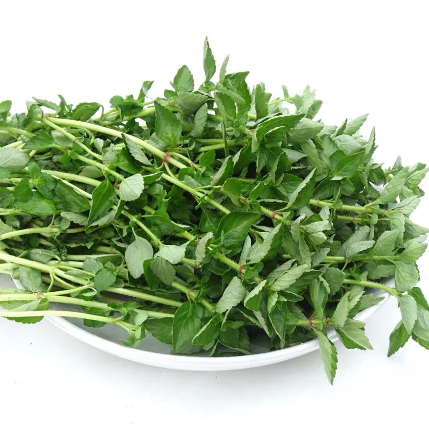 云南德宏野生水香菜新鲜蔬菜水香菜野菜香菜凉拌煮鸡蛋1000克火锅云南